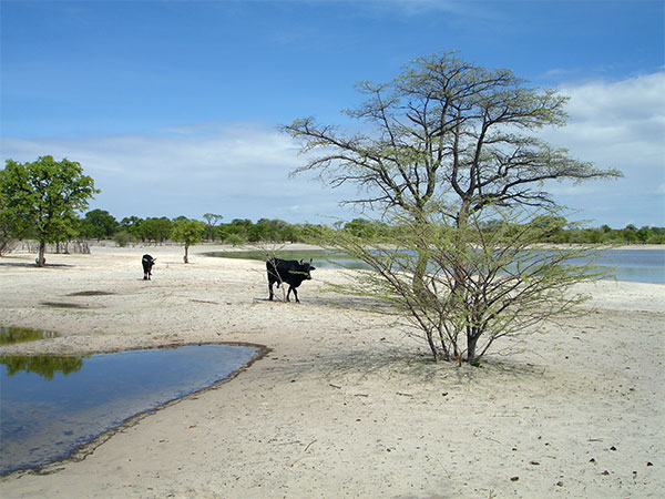 Viehtränke in der Trockensavanne im nördlichen Namibia