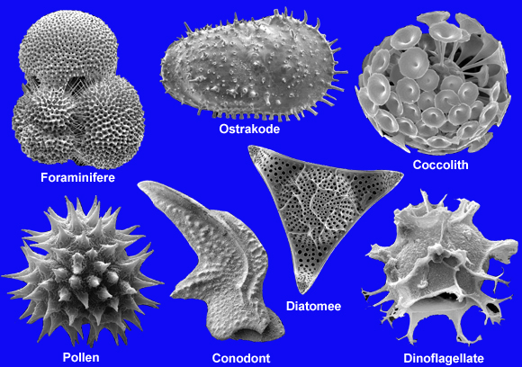 Mikrofossilien aus dem Tier-  und Pflanzenreich