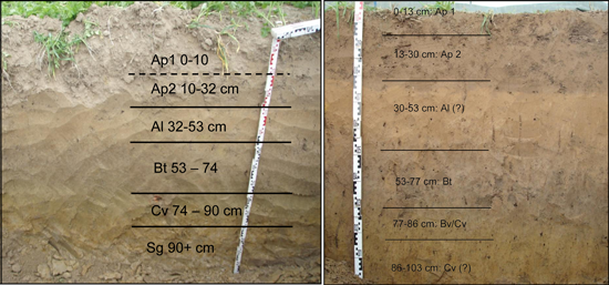 Abb. 2: Standort Holtensen a) Bodenprofil vor dem Überstauexperiment, b) Bodenprofil vor dem Beregnungsexperiment 